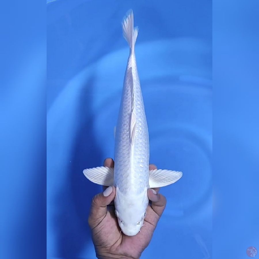 ( 36CM ) PLATINUM - MALE