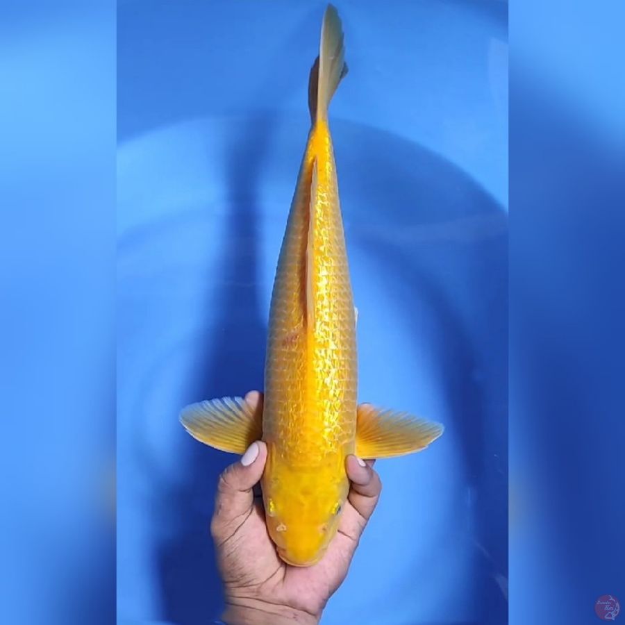 ( 41CM ) KARASHI GINRIN MATA MERAH - MALE