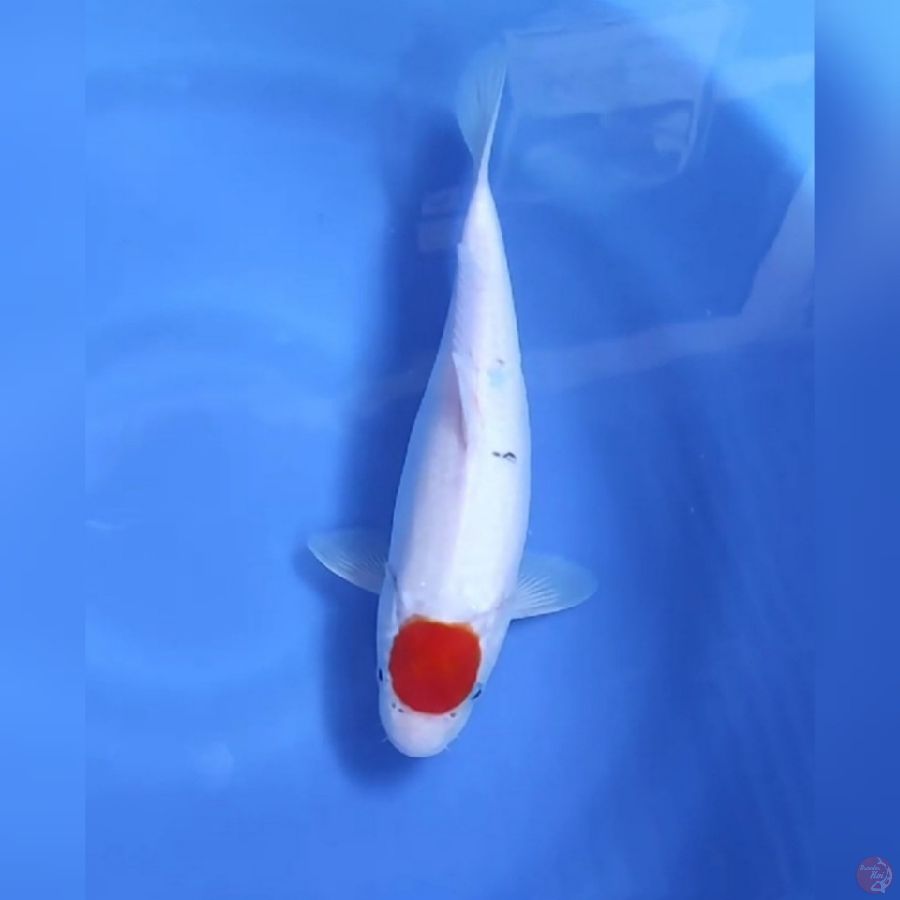 ( 30CM ) TANCHO ORIGINAL - FEMALE