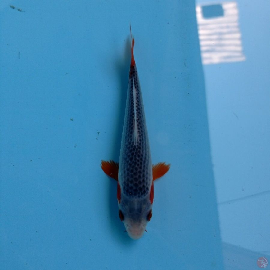 asagi, 14 cm