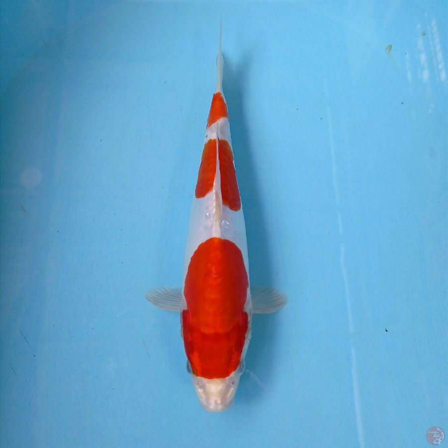 kohaku doitsu, 25 cm