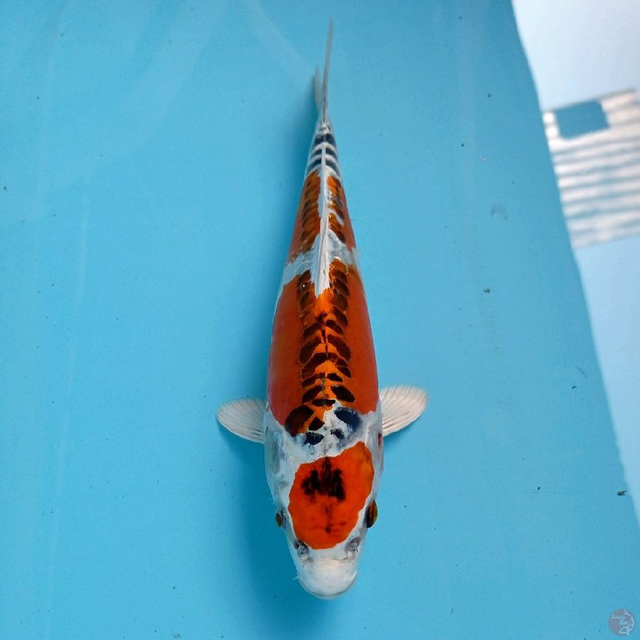 kiko, 27 cm