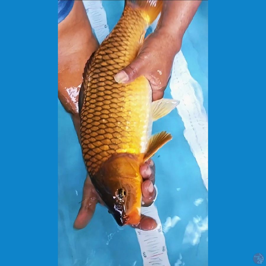 chagoi 44cm