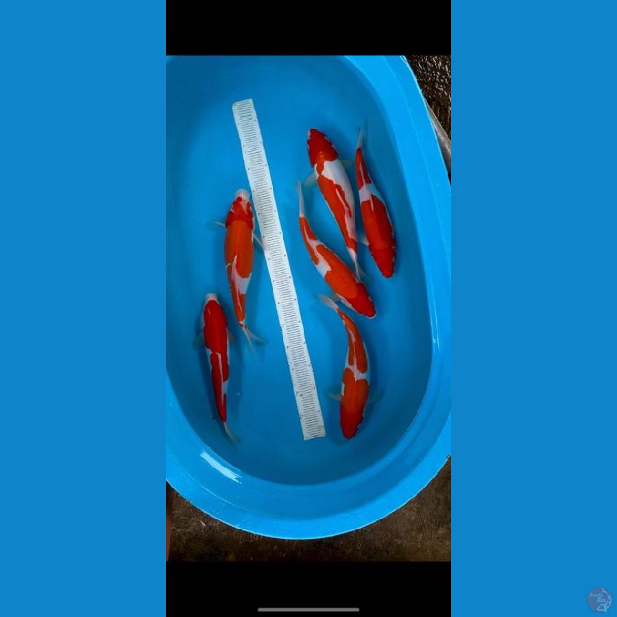 DOITSU Kohaku 35-37cm 6ekor
