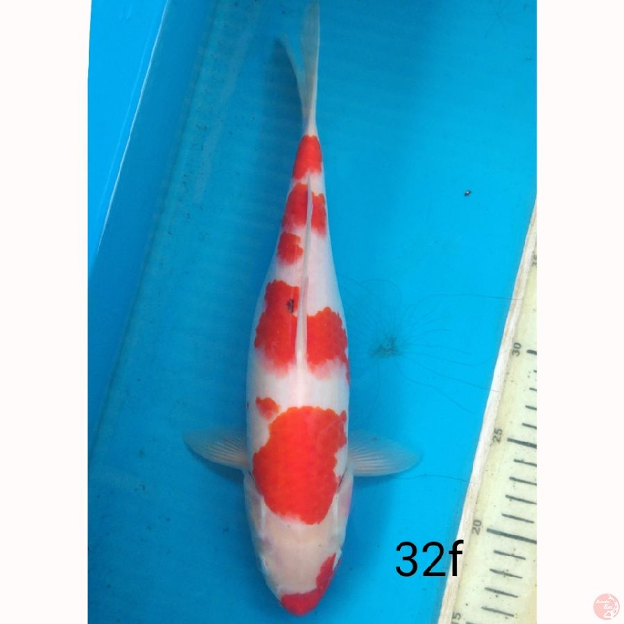 KOHAKU, 32cm female