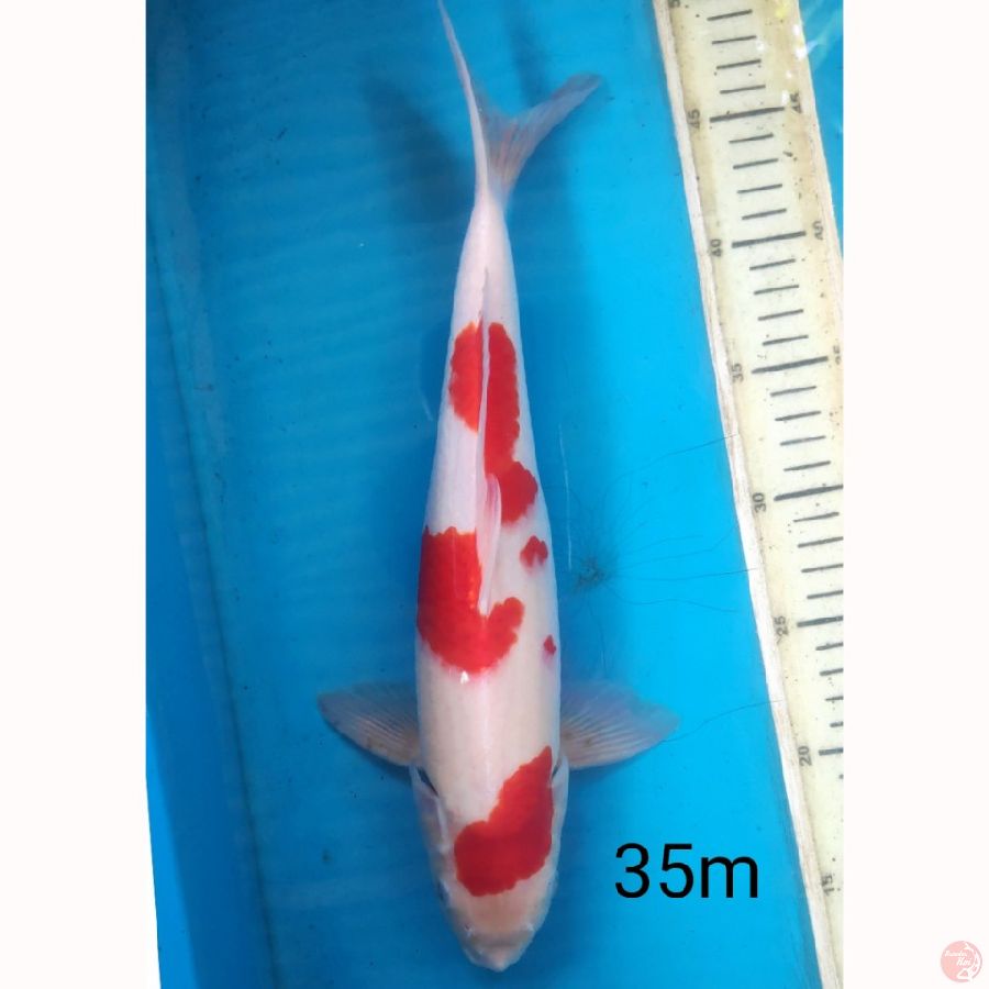 KOHAKU, 35CM MALE