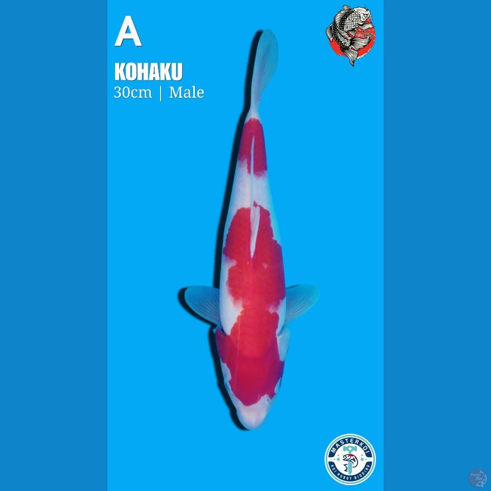 KOHAKU, 30cm