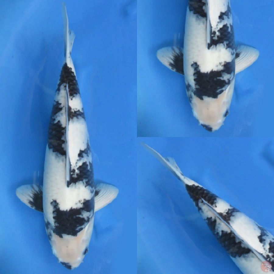 44cm, Shiro Badak SQ