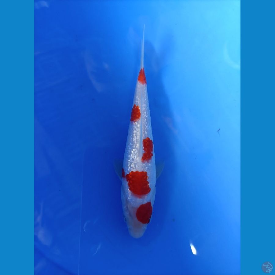 kohaku ginrin 18cm