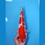 KOHAKU HQ 37CM - MALE 