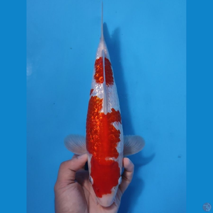 KOHAKU HQ GINRIN PADAT - 30CM - MALE 