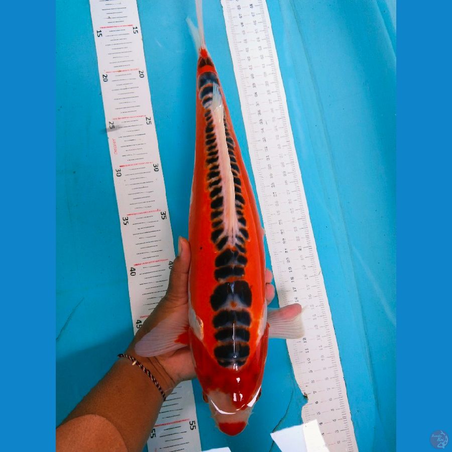 susu 41cm