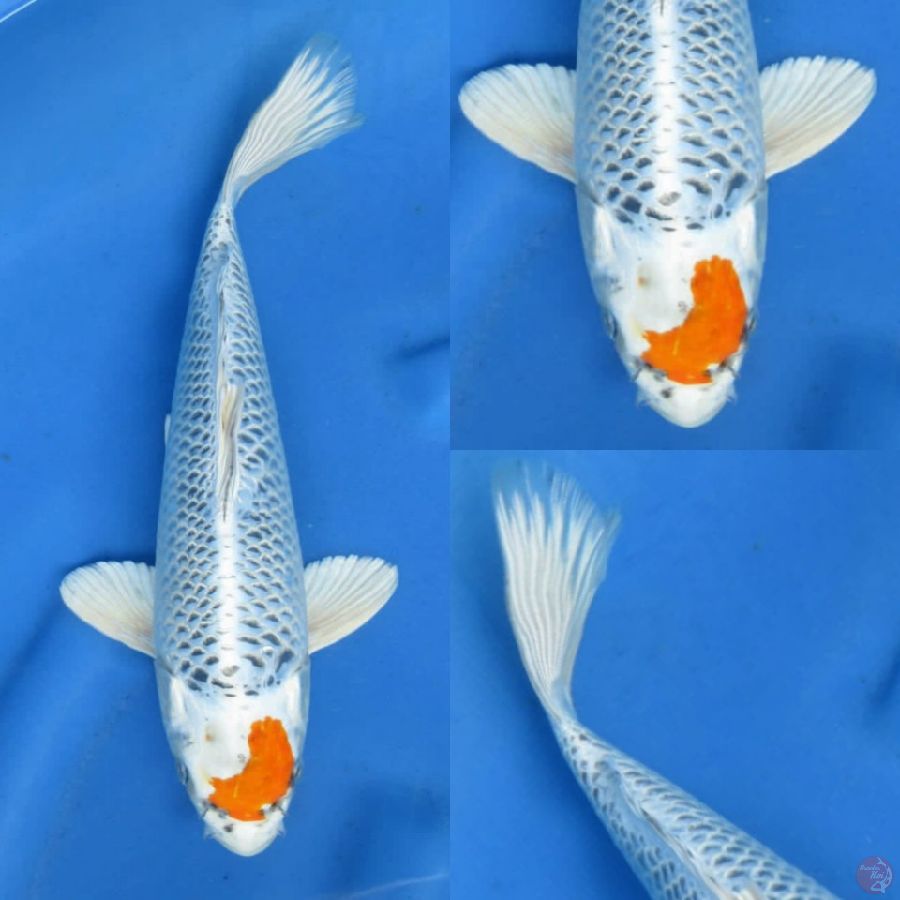 33 cm , Tancho Kujaku