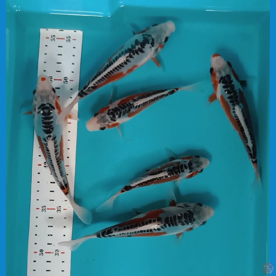PAKET HANA SHUSUI SQ 15-18CM 6EKOR