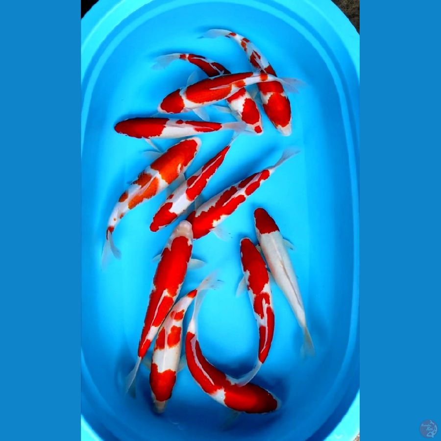 kohaku 30-35cm ( 12ekor )