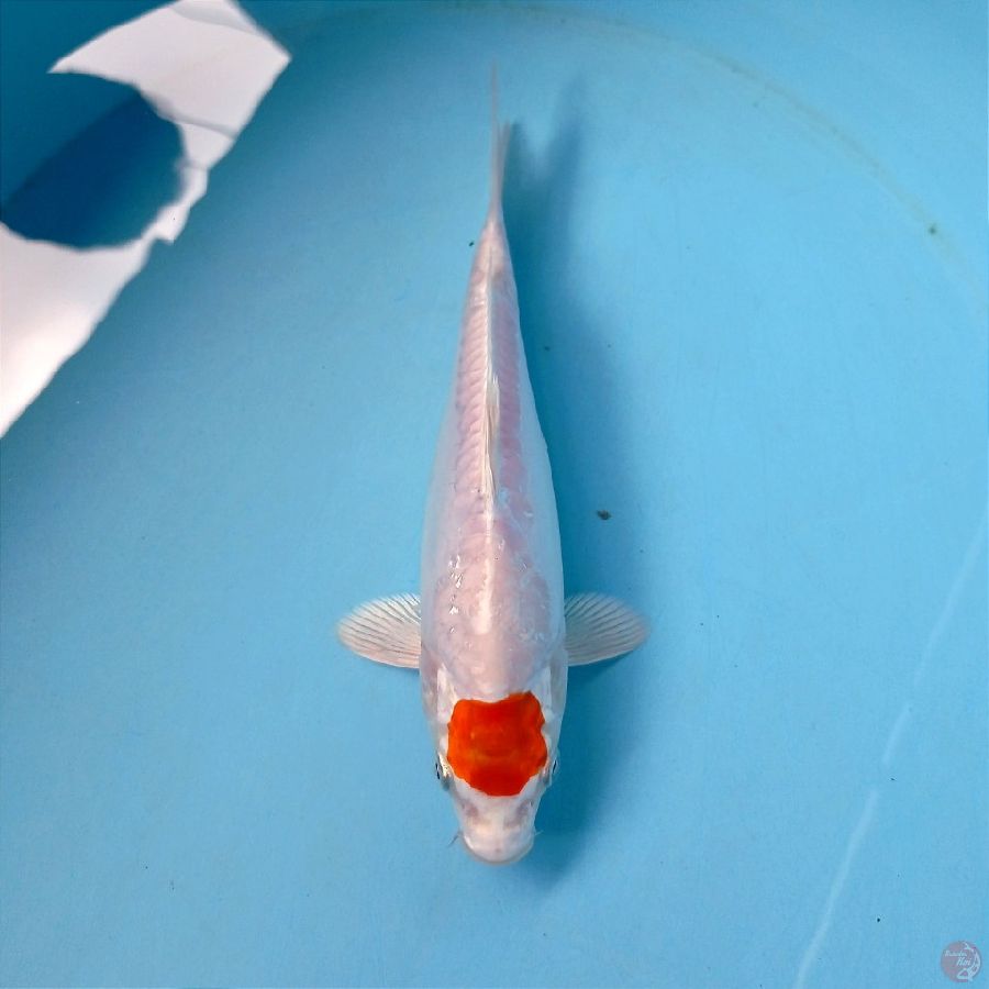 tancho, 22 cm