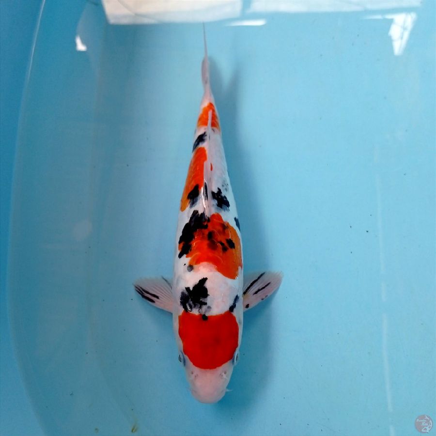 sanke doit, 30 cm "aragoke"