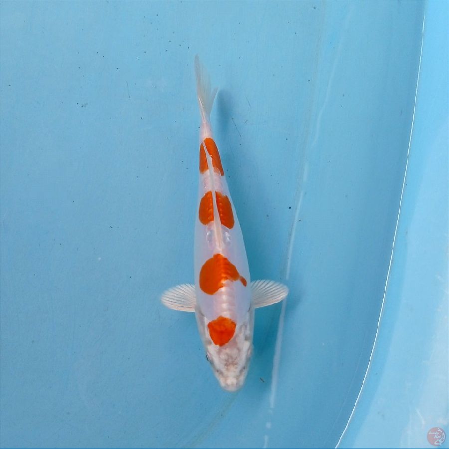 kikushui, 19 cm