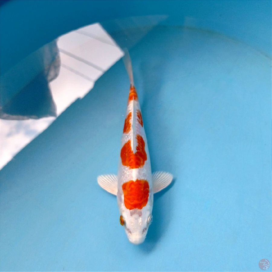 kikushui, 18 cm