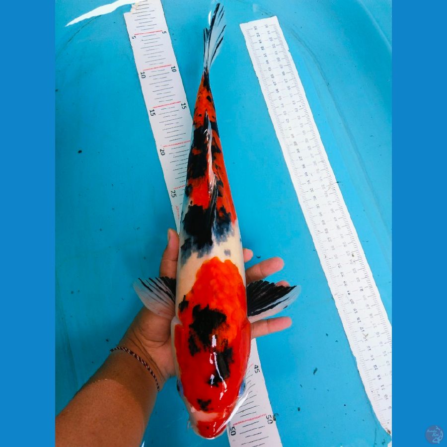 showa 39cm