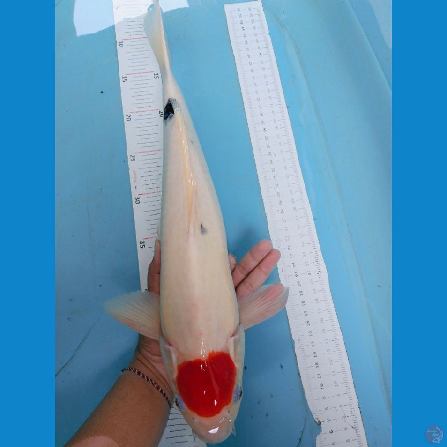 tan 43cm