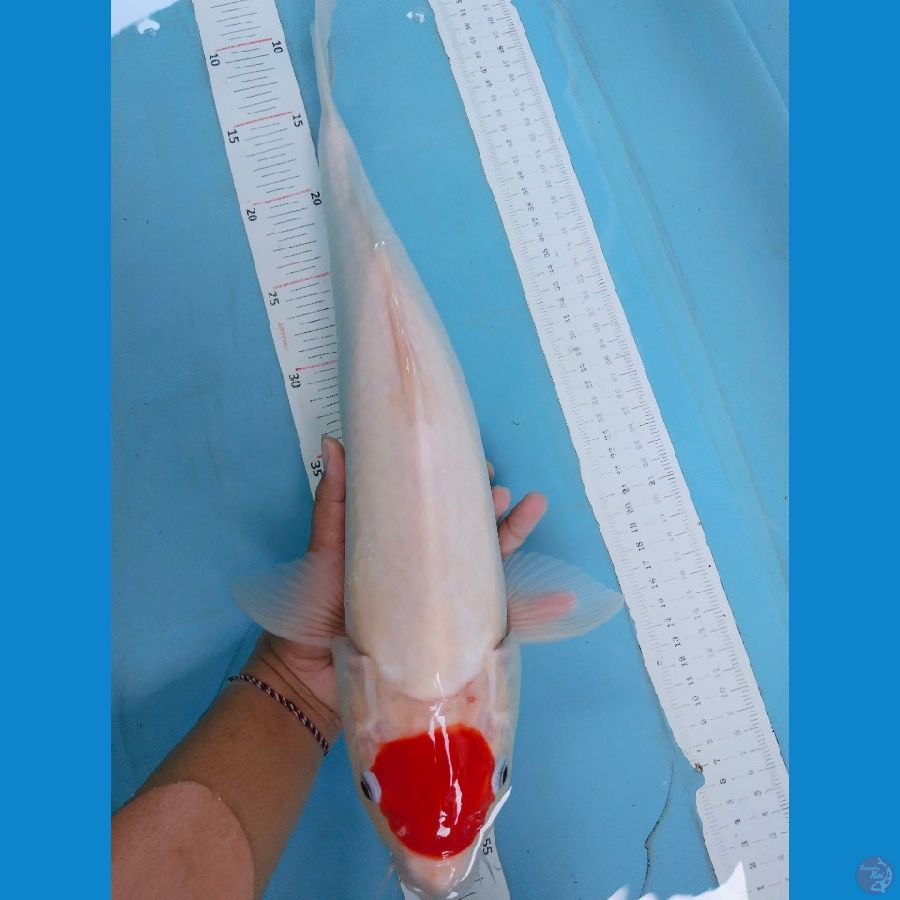 cotan 47cm