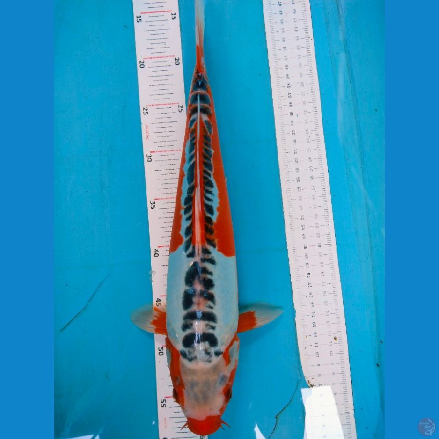 susu42cm