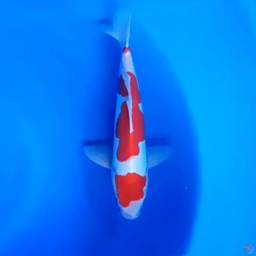 DOIT KOHAKU # 28CM - F