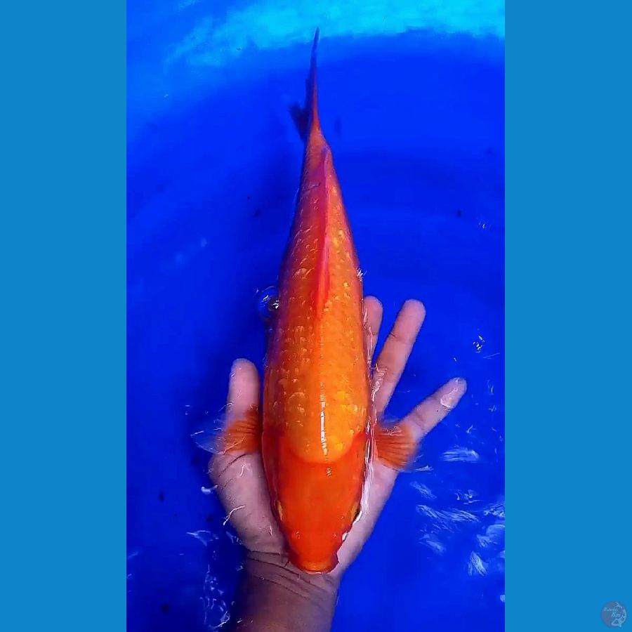 35 cm beni karasi ginrin