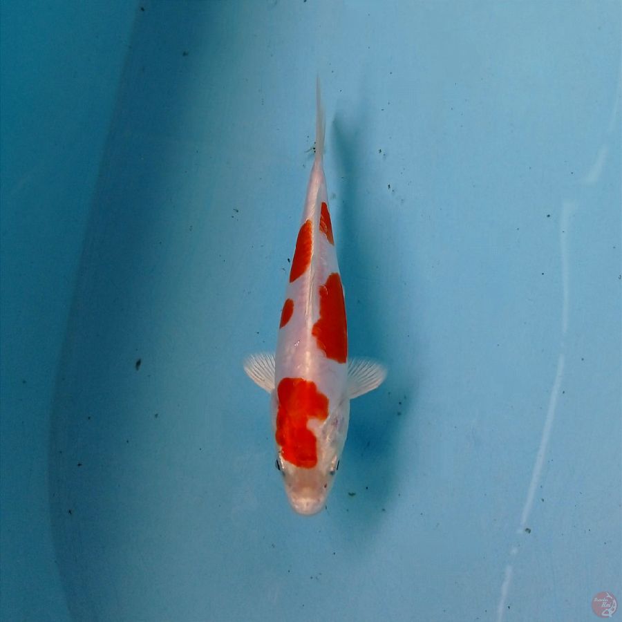 kikushui, 15 cm