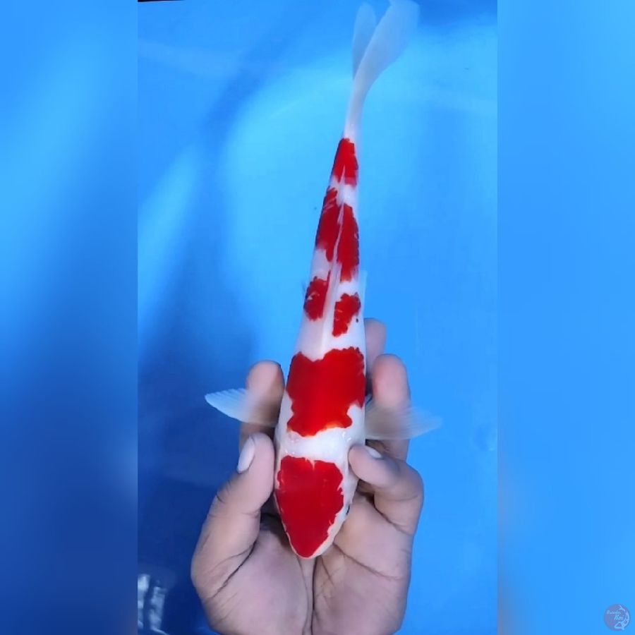 KOHAKU STRONG # 25CM - F