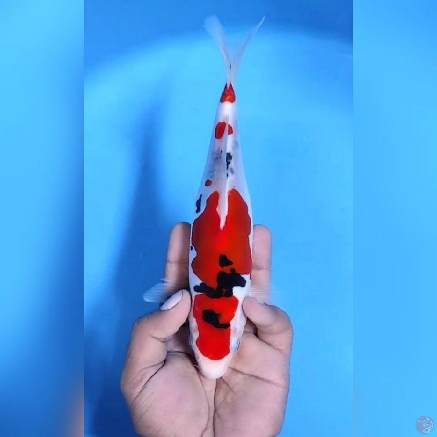 DOITSU SANKE # 23CM - F