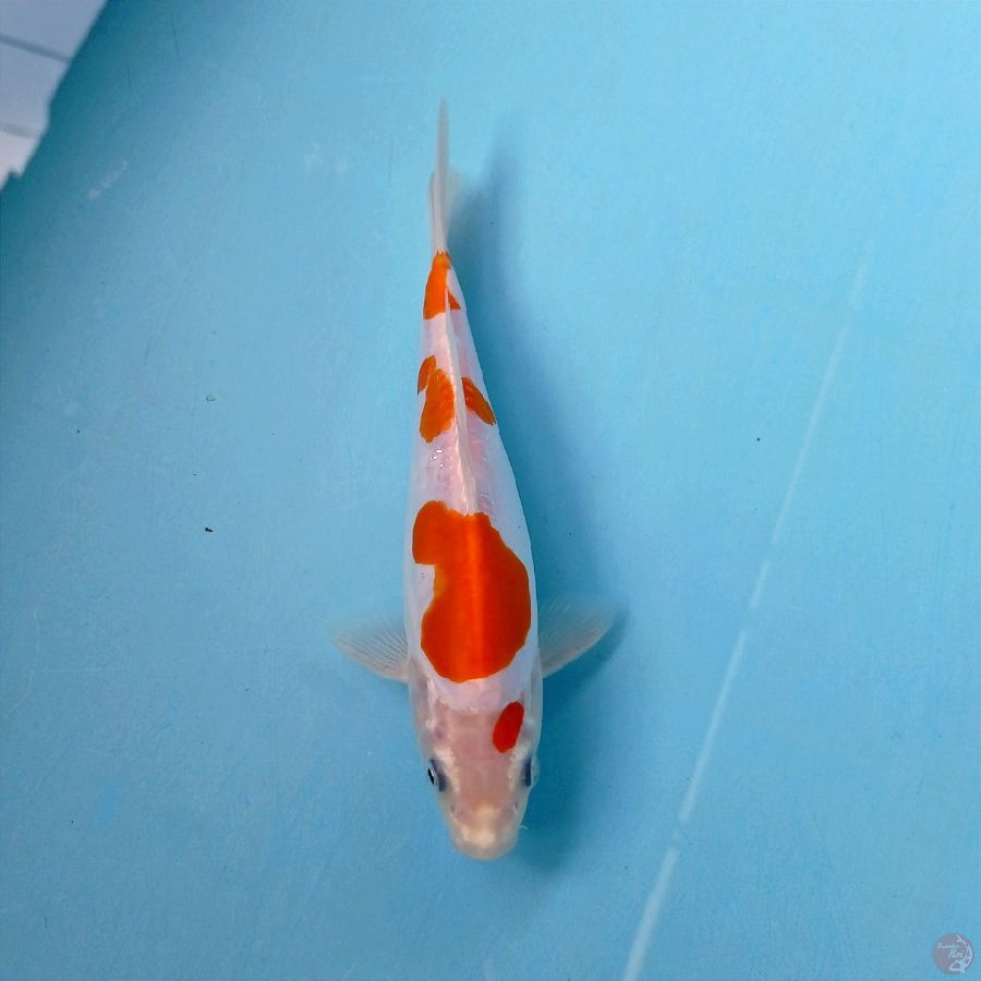 kohaku doitsu, 19 cm