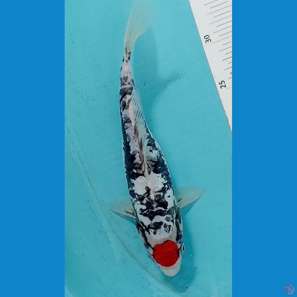 Tancho Benikumonriyu