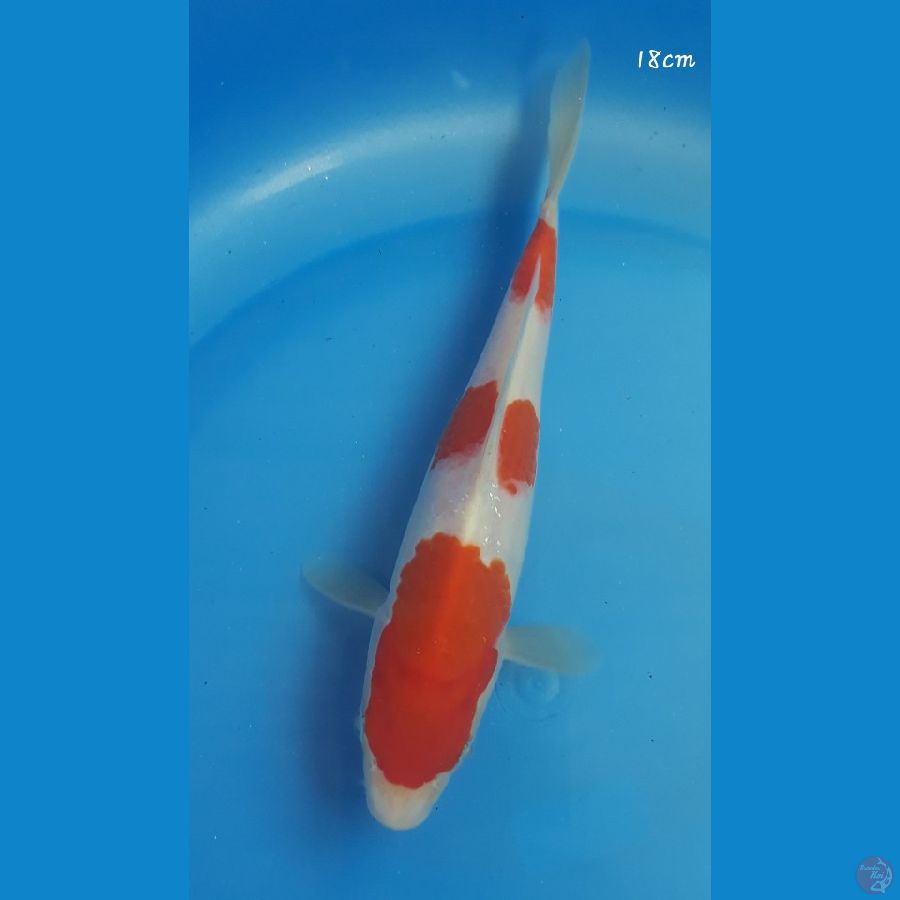 Kohaku 18cm