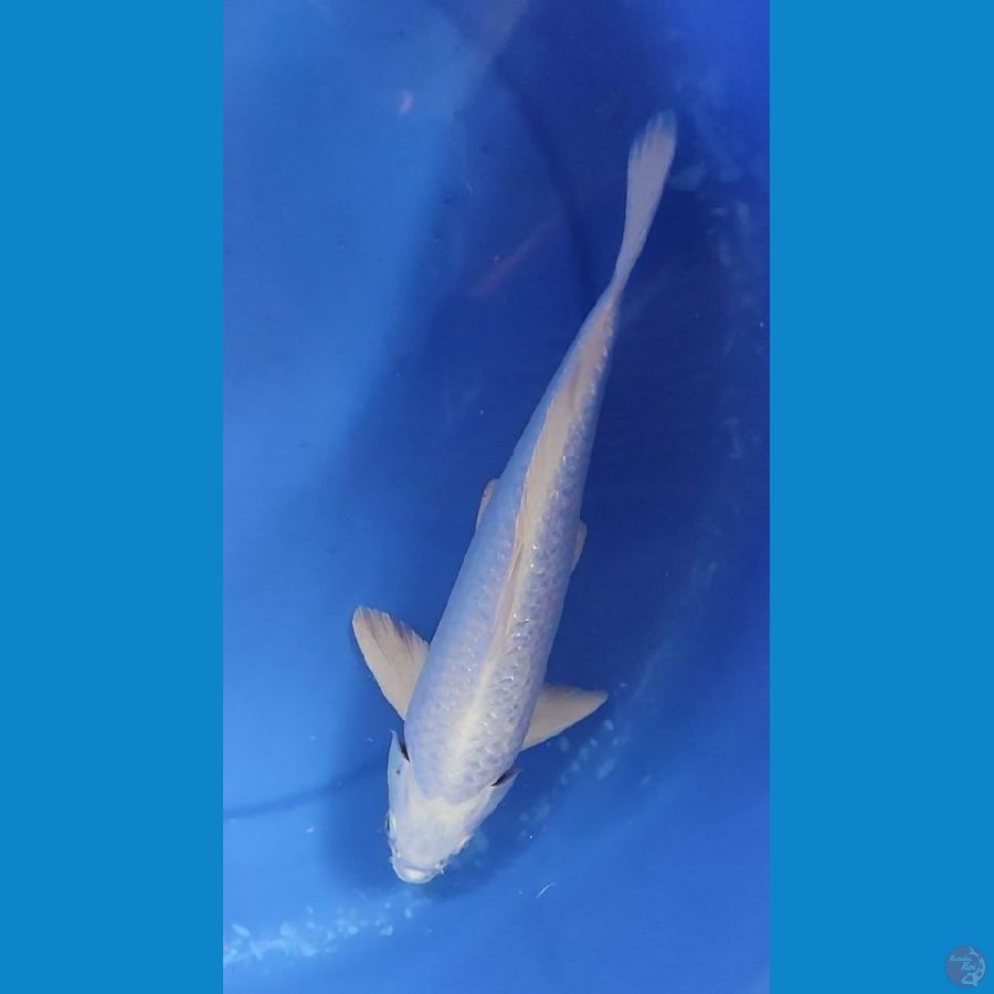 PLATINUM SALJU FULL GINDRIN 29 CM MALE