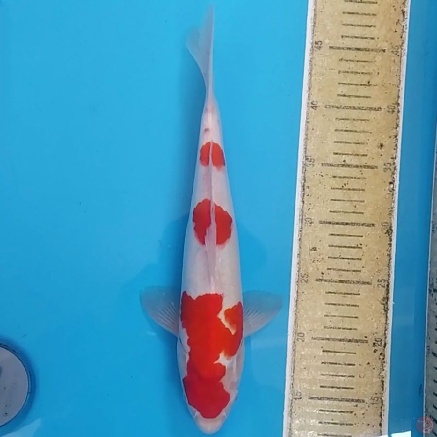 Kohaku ~34 M