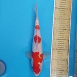 Kohaku ~34 M