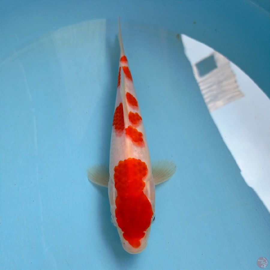 kohaku, 25 cm