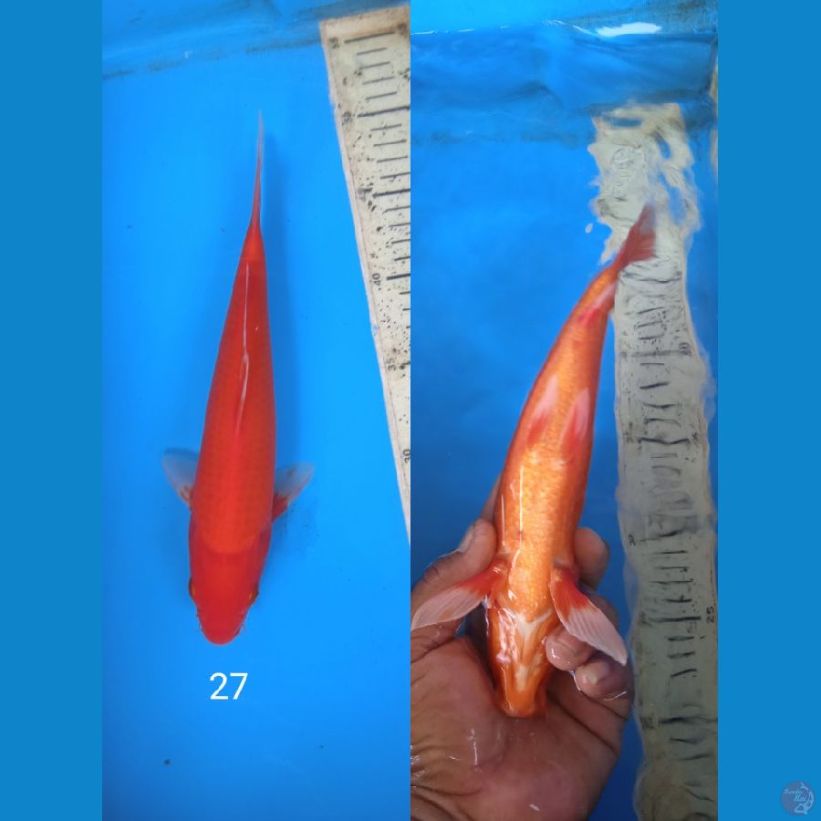 akahajiro 27cm