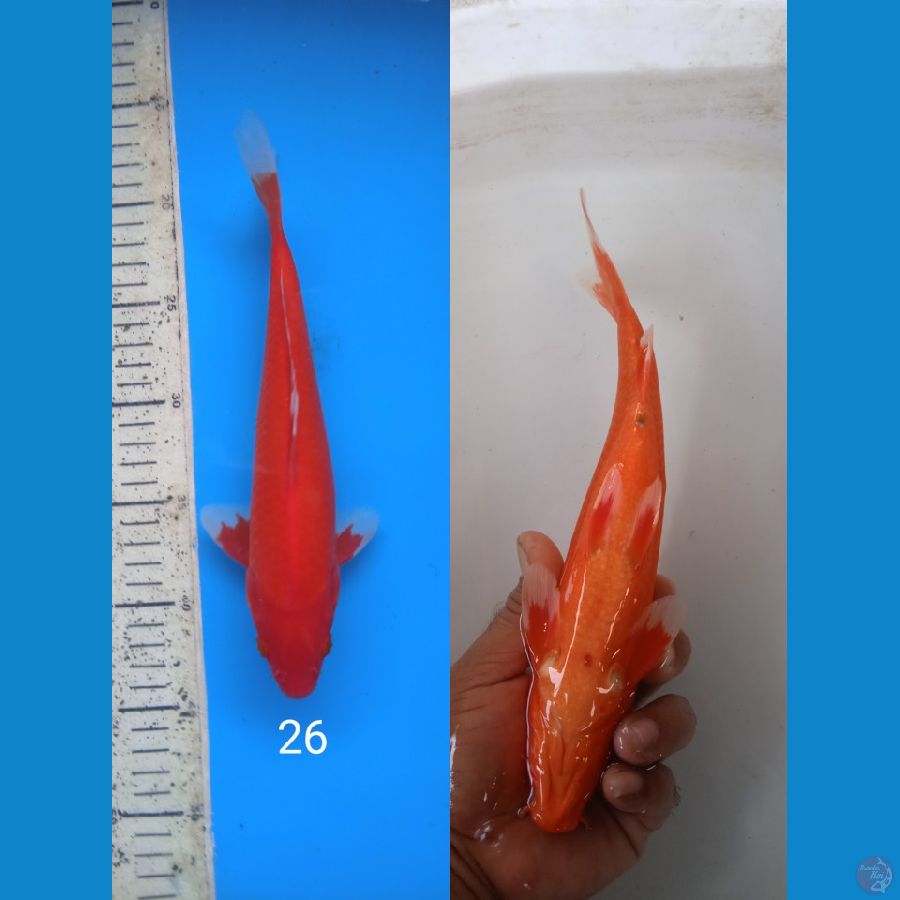 akahajiro 26cm