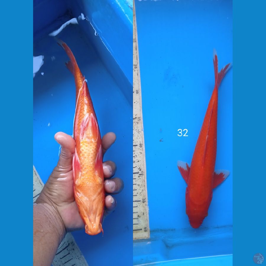 akahajiro 32cm