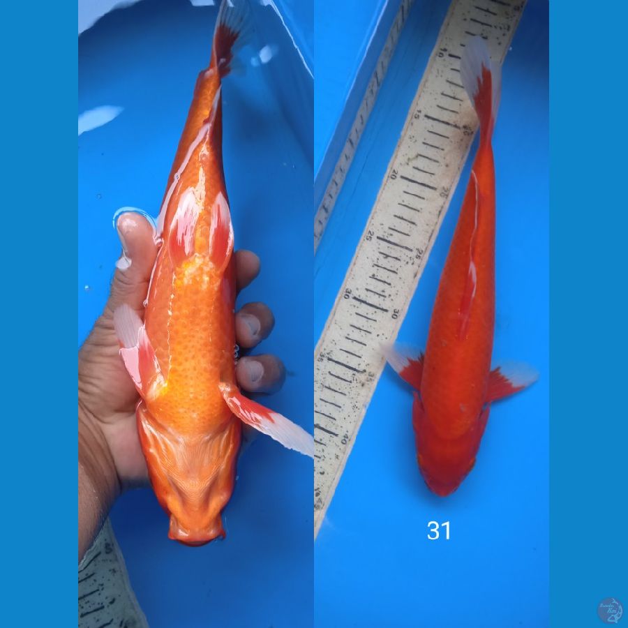 akahajiro 31cm