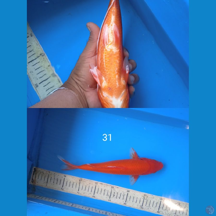 akahajiro 31cm
