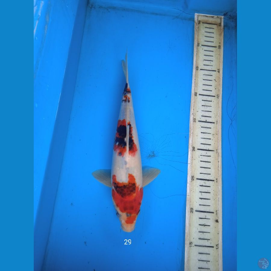goromo showa 29cm