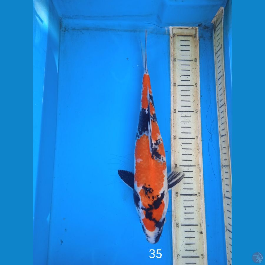 showa 35cm