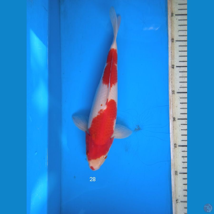 kohaku 28cm