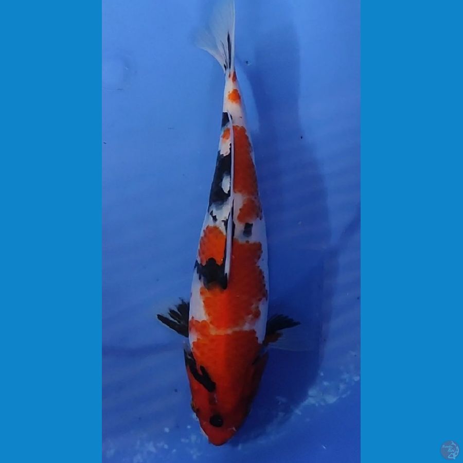 SHOWA A+ 24.5 CM FEMALE