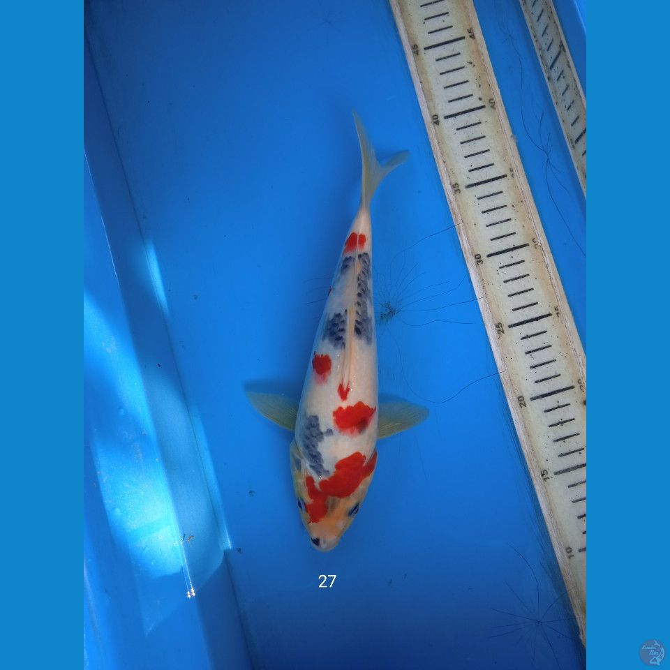 kindai showa tategoi 27cm