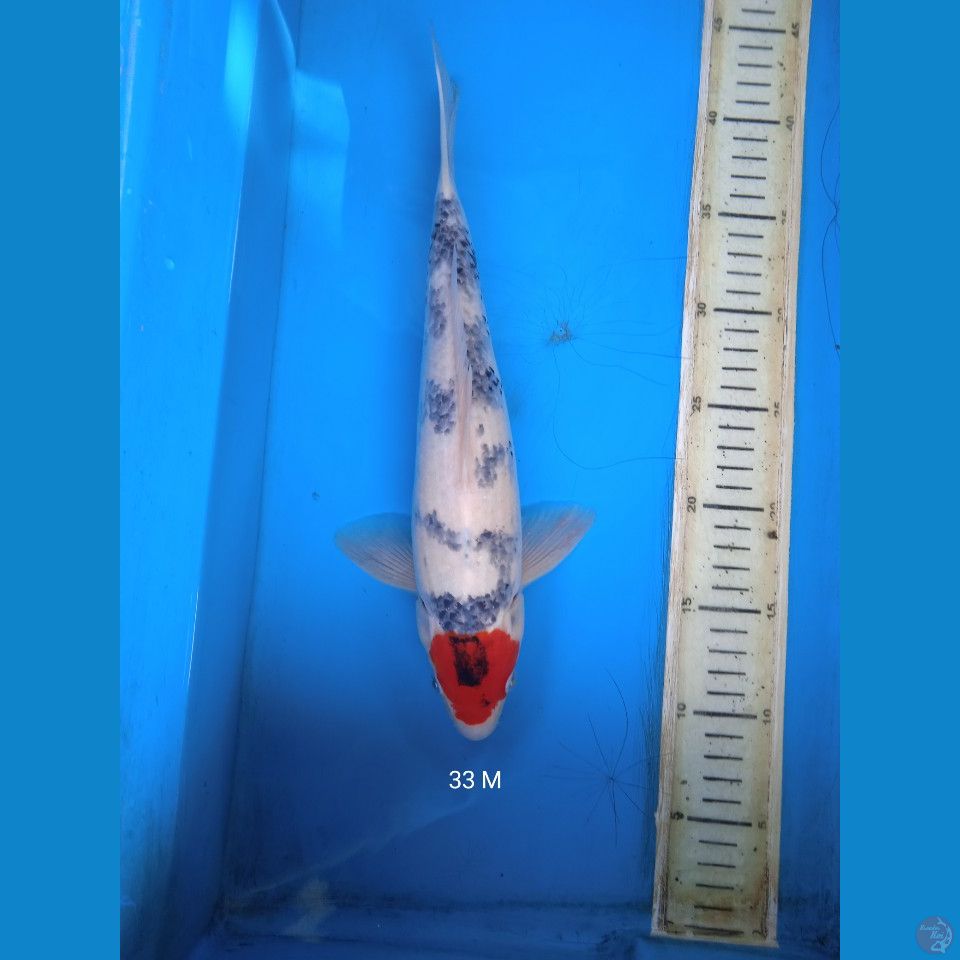 thanco showa tategoi 33cm